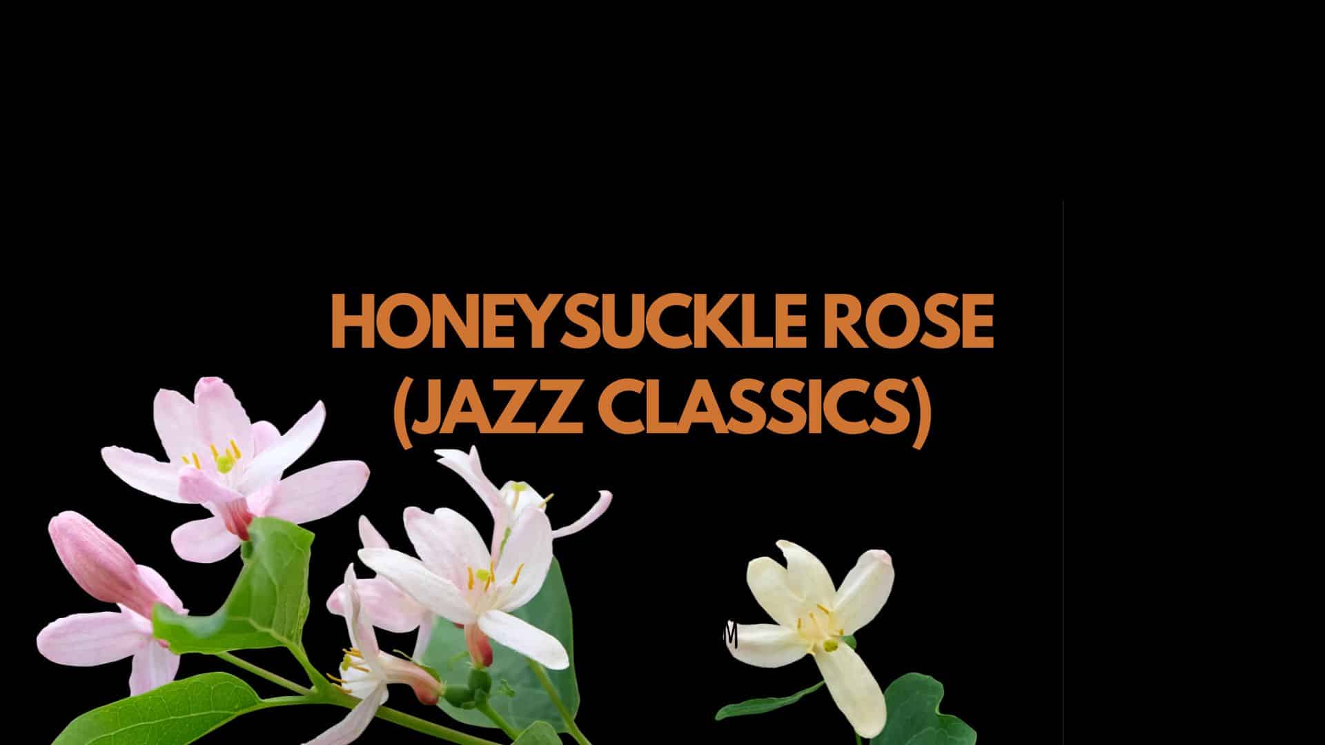 Honeysuckle Rose | Classic Jazz Songs (Series)